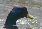 Mallard's head