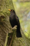Blackbird posing