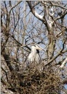 Breeding Heron