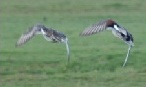 Flying Gadwalls