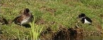 Sleeping Tufted Ducks