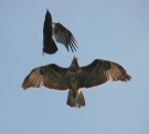 Crow chasing juvenile Buzzard