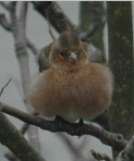 Male Chaffinch