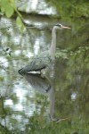 Heron in ditch