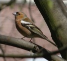 Male Chaffinch