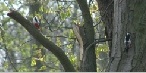 Two Spotted Woodpeckers