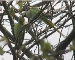 Parakeets kissing