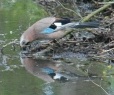 Eurasian Jay drinking