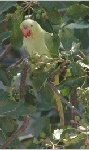 Rose-ringed Parakeet