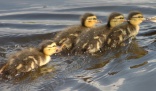 Mallard chicks