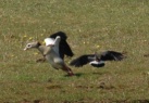 Egyptian Goose chased by Lapwing