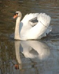 Mute Swan