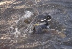 Coots fighting