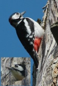 Great Spotted Woodpecker during Home Improvement