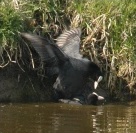 Coots mating