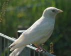 White Jackdaw