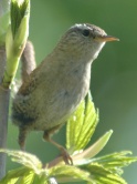 Winter Wren