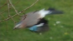 Eurasian Jay in flight