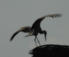 Breeding Stork