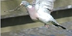 Wood Pigeon of Peace