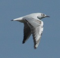 juvenile Black-headed Gull