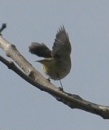 Willow Warbler inviting