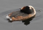 Great Crested Grebe