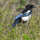 Magpie