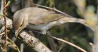 Willow Warbler