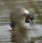 Great Crested Grebe