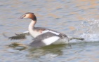 Great Crested Grebe