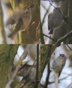 Goldcrest on the move