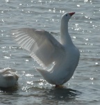 Grayleg Goose bathing