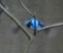 Kingfisher in flight