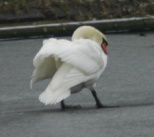 Mute Swan on ice