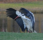 Landing Stork