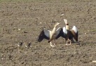 Egyptian Geese with young