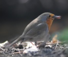 Robin eating worm