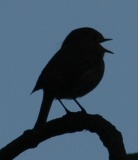 Robin in silhouette