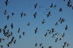 Flying Wigeons