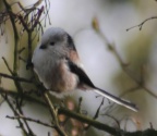 Long-tailed Tit