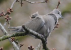 Dove blown away