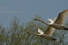 Mute Swan