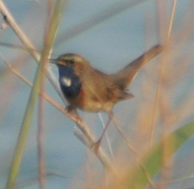 birdpic1