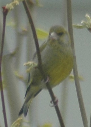birdpic1