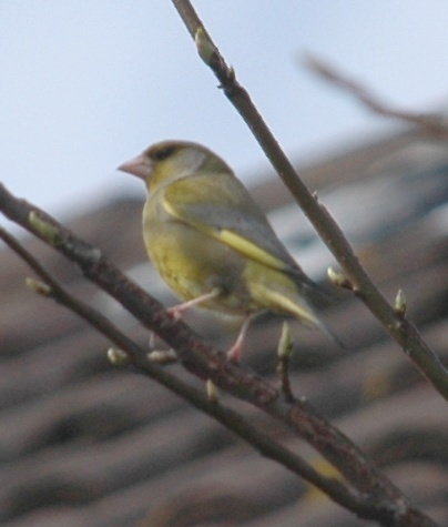 birdpic2